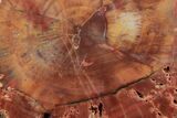Polished, Petrified Wood (Araucarioxylon) - Arizona #193691-2